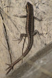 Lachlan Writes Science